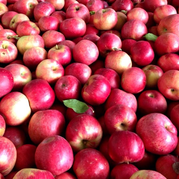 Apples- Red Delicious — Sun Orchard Apples