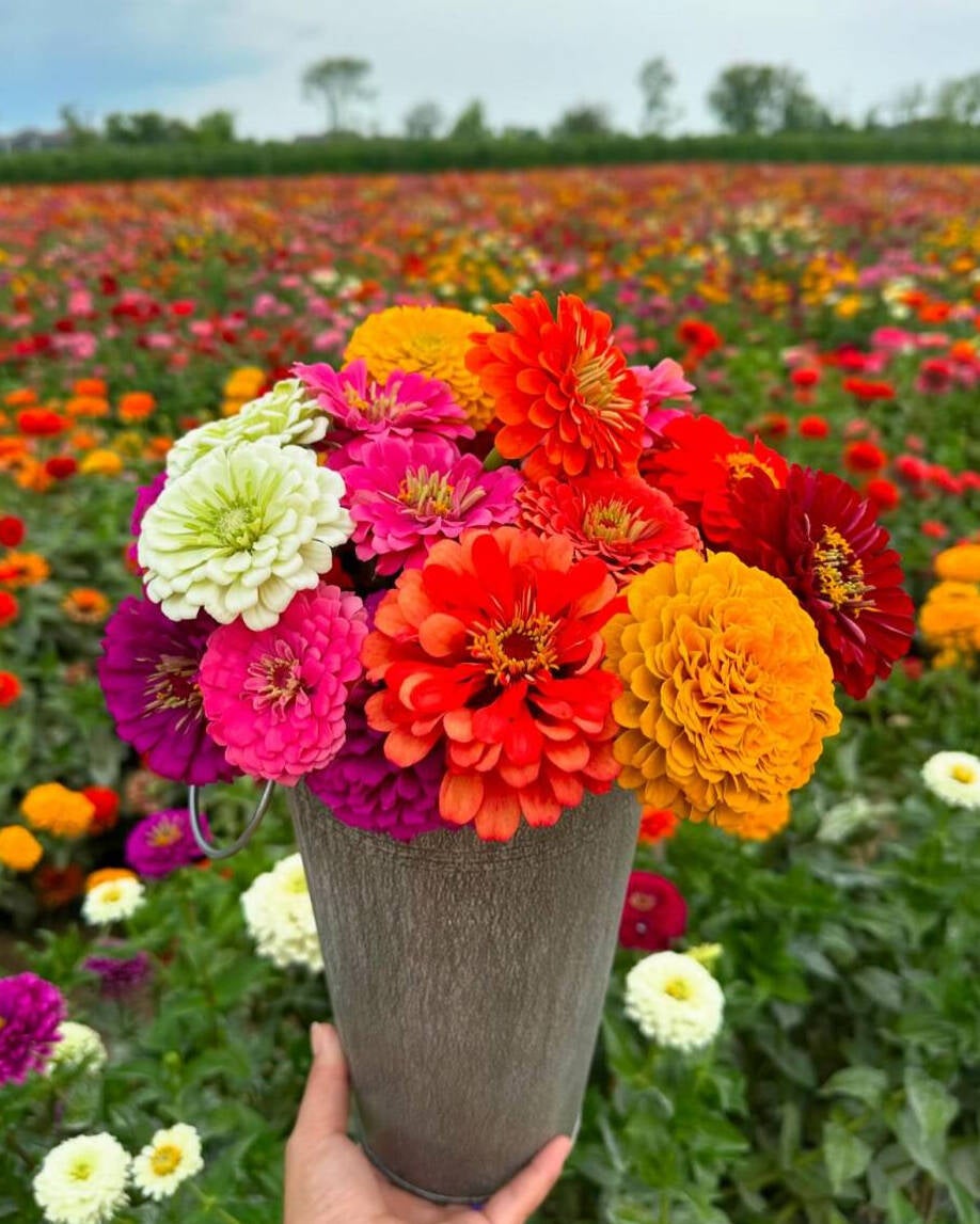 flowerflower 様　確認用 Pick Your Own Zinnias | Beasley's Orchard