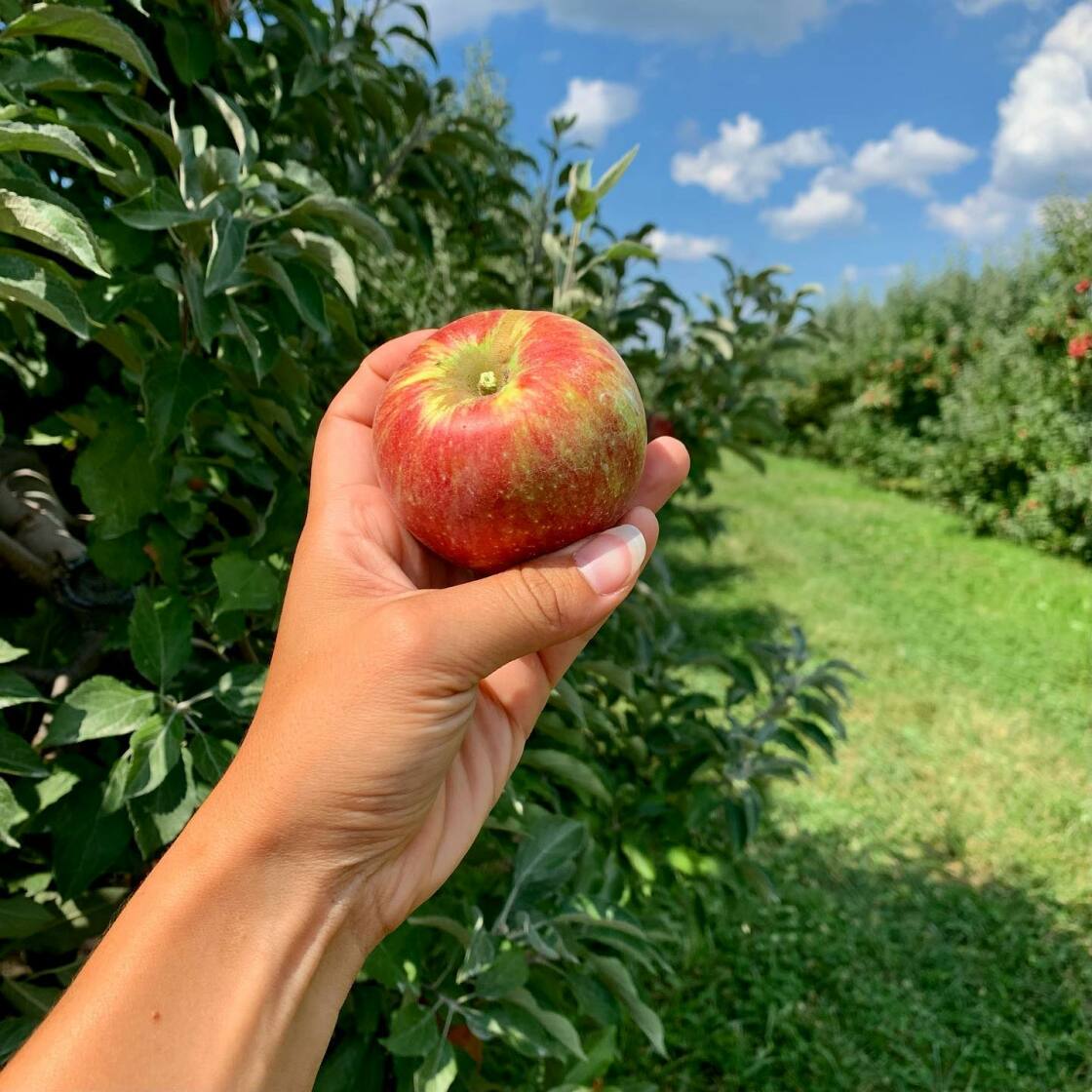 Coastal Sunbelt - How 'bout them apples? 🍎🐝 The SugarBee