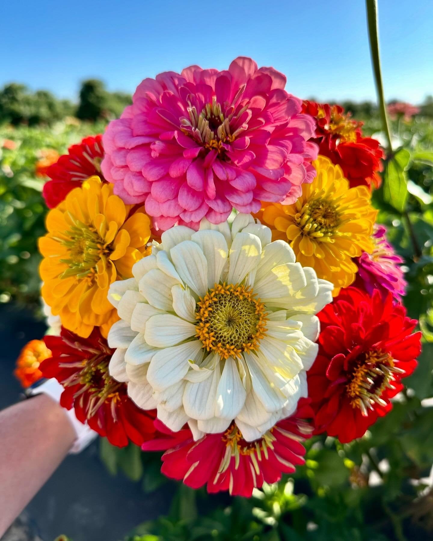Pick Your Own Zinnias | Beasley's Orchard